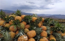 世界最大的菠萝1000斤是真的吗 目前最大的菠萝有多重