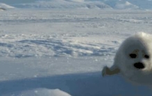 刚出生的竖琴海豹「为什么海豹出生10天就被妈妈抛弃」