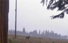 常德野生动物保护中心,常德动物救助基地