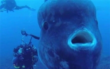 翻车鱼会奇葩的死掉,翻车鱼的奇葩死法