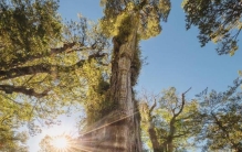 人活不过一棵树,有的树为何能活几百年