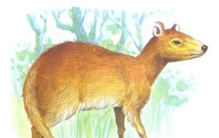 世界上最小的鹿：鼷鹿可爱迷人可当宠物养（55厘米长）