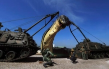 世界上最大的昆虫，中国发现最长竹节虫（62.4厘米）