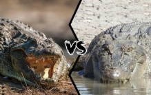 湾鳄vs尼罗鳄谁更厉害,尼罗鳄pk湾鳄