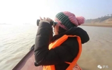 长江白鳍豚还存在吗「11年前被宣布灭绝的白鳍豚重现长江它可比国宝大熊猫珍贵太多了」