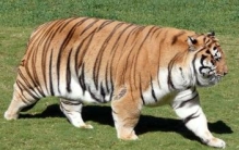 世界上最胖的老虎，俗称“搞笑胖虎”（印象深刻）