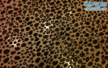 恐怖的密集恐惧症测试图，冒着生命危险测试了