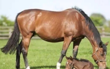 世界上飞的最快的鸟 尖尾雨燕(最快速度352.5米每小时)