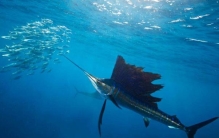 世界上游得最快的鱼 旗鱼(一秒能游30秒 自身带有长枪)