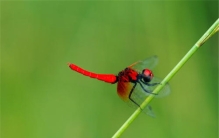 世界上最小蜻蜓是什么 侏红小蜻（体长不超2厘米飞很慢）