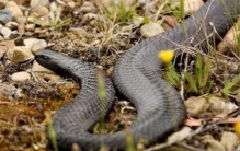 世界十大毒蛇排名眼镜王蛇不是第一,银环蛇VS眼镜王蛇