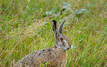 世界上最小的狗 吉娃娃 (高度15-23厘米 体重1-3千克)