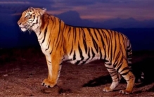 巴厘虎已经灭绝了吗(巴厘虎和东北虎对比)