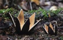 世界上十种最奇特的蘑菇 这些蘑菇很是独特引起热议