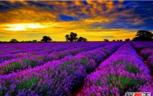 世界十大花海排名，全球最美的十大花海图片(中国上榜2个)