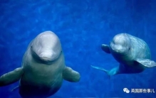 上海的白鲸为什么要放回冰岛,上海白鲸放生后续