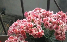 锦缎花咋养,室内花卉盆栽孔雀