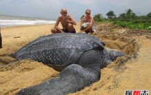 世界上最大的乌龟，棱皮龟海洋最大/象龟陆地最大(图片)