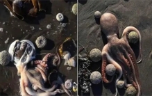 俄罗斯海岸生物大面积死亡，疑似地球生物灭绝，原因难以定夺！