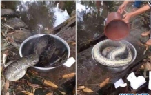 缅甸蟒蛇被村民直接用开水烫，画面是你从未看过的