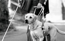 墨西哥盲族部落婴儿出生两三个月后逐渐失明这是为何