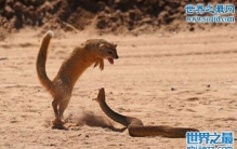 盘点蛇怕什么，蛇最怕的还是狐獴(毒王眼镜蛇也怕)