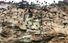 怪事新疆30万只老鼠集体跳崖自杀专家的解释让人后怕