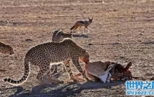 非洲鬣狗VS猎豹，一只非洲鬣狗完爆三只猎豹(套图)