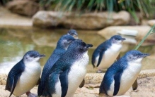 世界上最懒的动物Top5，蜂猴挪一步12秒（棕蝠每天睡20小时）