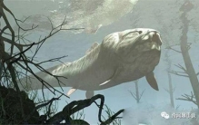 远古时代的海洋十大巨兽,远古最厉害的海洋巨兽