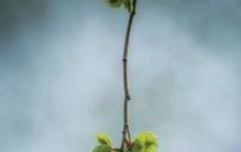 黄刚我的味蕾每逢南方三四月我便会将记忆拉向关中平原