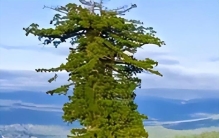 世界上最高的树什么树?,世界上最高大的树叫什么名字