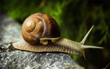 世界上最小的蜗牛 体长仅0.6毫米（身体比针眼更小）