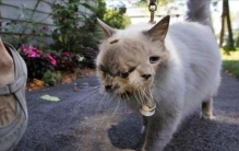 日本核辐射变异男孩,核辐射变异过程