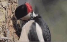 啄木鸟的特征有哪些,啄木鸟的身体特征