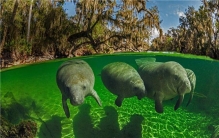 世界上寿命最长的海牛 傲慢海牛（2015年寿命67岁）