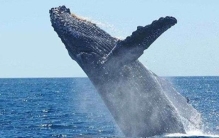 座头鲸为何喜欢和虎鲸过不去,座头鲸为啥喜欢打虎鲸