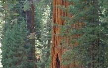 世界上最能喝水的树,世界上最可以吸水的树