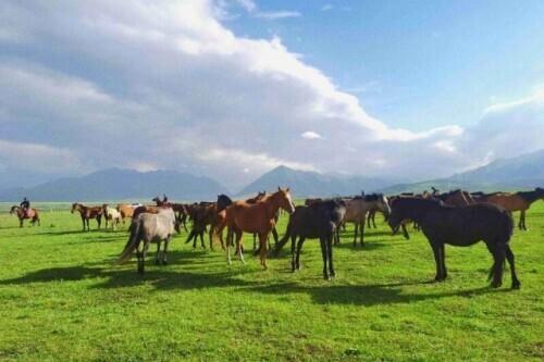 在世界最大马场：“马三代”续写荣光 