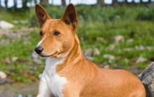 世界上牙齿最长的动物 牙齿达身体二分之一长(最长达3米)