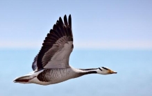 世界上飞得最高的鸟类，斑头雁(9000米/飞越喜马拉雅山)