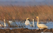 一夫一妻的动物能经受异性的考验出轨或者再婚吗为什么,什么动物是一妻一夫制的