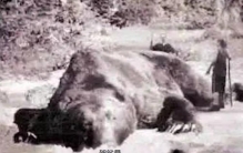 史上最重的熊有多少斤「史上最凶猛的熊」