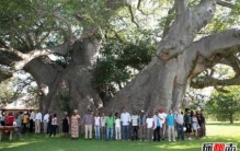 世界上最粗的树有多粗，百骑大栗树(直径18米/树围55米)