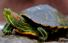 观赏性高的乌龟「18种常见的乌龟」