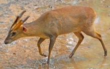 一种动物叫黄麂(野生黄麂子叫什么)