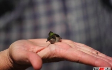 世界上最厉害的枪 经典步枪AK-47全球数量最多