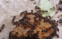 家里的蚂蚁怕什么，教你几招让蚂蚁立刻消失