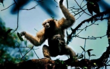 云南传说中的独脚鬼,云南野人是真的吗