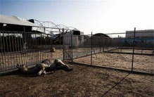 世界最惨动物园在哪里 为什么它是最惨的动物园